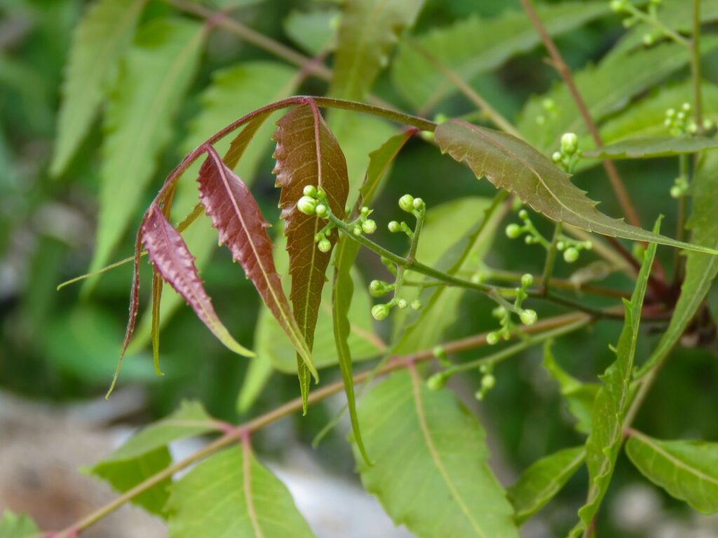 Neem – Antibacterial & Purifying